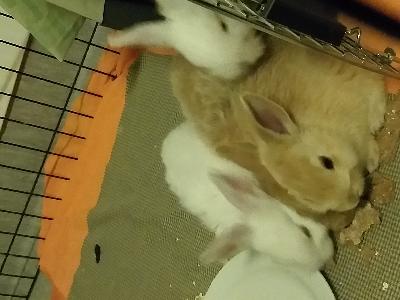 Tilan puutteen ja kissan vuoksi myydään . 