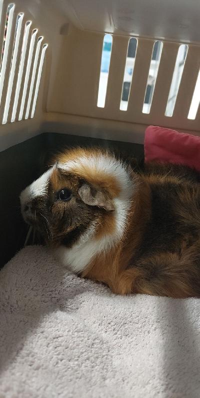 Virkeä ja seurallinen marsu herra Hattara etsii uutta kotia ❤️. On 4 vuotias Leikkaamaton, asunut ennen uroksen kanssa. Hänen kaverinsa menehtyessä, etsii kotia josta saisi toisen marsu itselleen kaverin. Hattara on ollut terveystarkastuksessa syksyllä 2022 jossa todettu terveeksi. Hattara asustelee isossa xxl tehdas häkissä. Hän on nätisti kynsienleikkuu ajan. Asustelee nyt Vantaan Ilolassa jossa on tottunut myös koiriin.