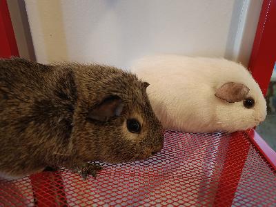 Kaksi marsu naarasta 3-4kk