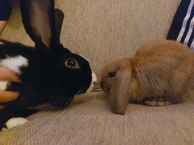 Nipsu (ruskea) ja Ruska (musta) kaipaavat uutta rakastavaa kotiaan pahentuneen allergian vuoksi. (VAIN kokeneeseen kaniperheeseen ja vapaaseen elämään, ei häkkikaneiksi!!)
Nipsu on syntynyt 11.8.2020, rodultaan kääpiöluppa. Luonteeltaan hiukan arka, mutta utelias. Tullut rescue kanina, jonka vuoksi jäänyt araksi. Sydämen valloittaa varmasti. Nipsu on kastroitu.
Ruska on syntynyt 21.7.2019. Luonteeltaan Ruska on utelias, reviiritietoinen eli ei ole hyväksynyt muita kumppaneita elämäänsä kuin Nipsun, joka oli pitkän työn tulos. Hellyydenkipeä ja vilkas.
Mukaan saa ruoka astian, tuttua ruokaa ja häkin turvapaikaksi. Hinta voi olla neuvoteltavissa, rakastava koti tärkeintä.
Kerrothan millainen koti sinulla olisi tarjota!
Kuva on vanha, joten Nipsu on kasvanut hurjasti.