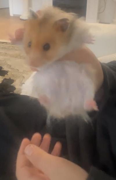 Syyrian hamsteri ja häkki