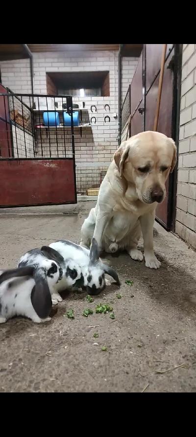 Myynnissä seitsemän hyväluonteista ja ihmisläheistä kania. Ovat todella seurallisia ja tykkäävät olla ihmisten kanssa. Ovat asustelleet tallissa ja kokonsa vuoksi uudessa kodissa tulisi olla runsaasti tilaa liikkua eli eivät missään nimessä häkkikaneja. 

Kanit ovat jo luovutusikäisiä joten ovat valmiita uusiin koteihin heti! Ota rohkeasti yhteyttä ja kerro millaiseen paikkaan oupu pääsisi!