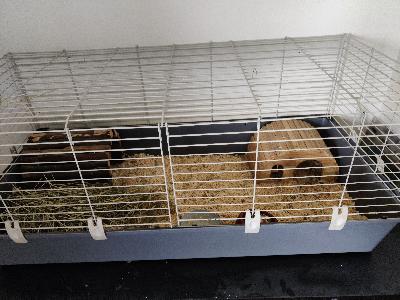 Myydään tarvikkeiden kera ja marsu. Moona on 2v. Antaa leikata kynnet yms. Kiltti. Muuton takia. Anopin puolesta hoidan