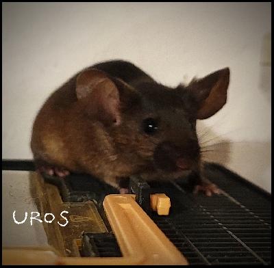 Hyvään kotiin tummanruskeita ja mustia kesyhiiriä yksineläjiksi