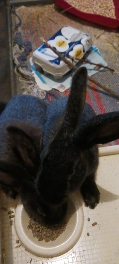 Myyntiin kaksi uros sisarusta, ainakin melko varmasti uroksia.
Puoliksi suurhopeakaneja.
Noin 6kk ikäisiä. Meille eivät sopineet allergian vuoksi.
Mukana häkki 120x60x60, heinäpaali, kanin ykkösherkku säkki, ehkä noin 10kg, pariksi kuukaudeksi ruokaa, juomapullo ym tarviketta.