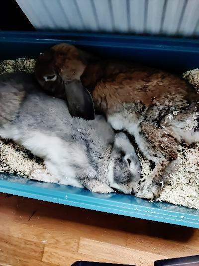 Elämäntilanne muuttui yllättäen. Pojis ei mitää vikaa
Mukaa kantoboxi 