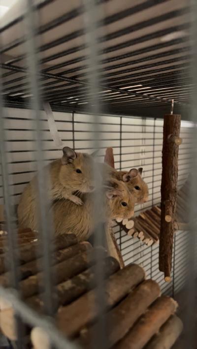 Kolme Degu urosta etsii kotia.

Joudun allergian takia myymään pois. Vain samaan kotiin. 

Mukana ihan kaikki tarvikkeet, häkki jne. Häkki on todella tilava kaksikerroksinen. 

Todella vilkkaita ja sosiaalisia. 