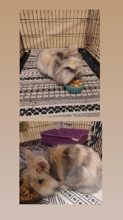 Myynnissä elämäntilanteen muuttuessa  2 uros Leijonaharjaskania. 