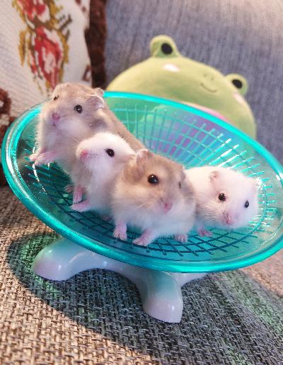 Talvikon suloiset poikaset on varattavissa :D Tällä hetkellä minulta löytyy safiiri & helmi poikasia.

Lisätietoja, kuvia saatte toki kysymällä :) Kertokaa ensimmäisenä, että millaiseen kotiin vauvat pääsisi ja kokemuksistasi. 

Ja älkää ottako yhteyttä muhun jos ette oo valmiina huolehtimaan eläimistä loppuun asti, jos ette oo valmiina olla vastuussa. Sitten en myy alaikäiselle. Kyseessä on eläviä eläimiä eikä oo leluja.

Hinta 35 euroa kpl
Vain nouto Myyrmäestä Vantaalta
