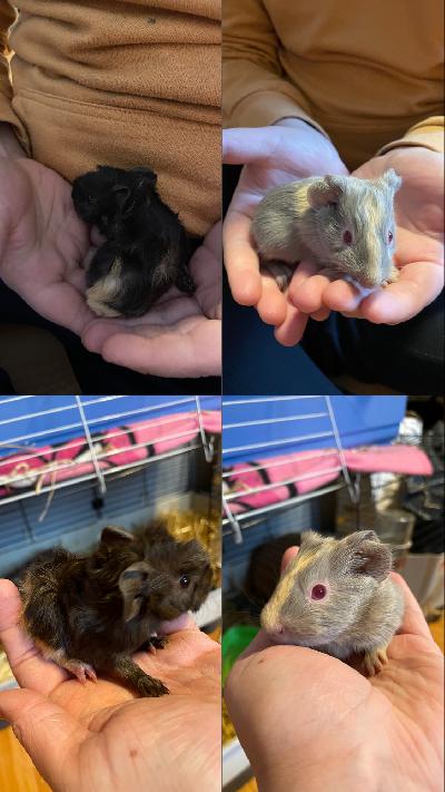 Kaksi poikaa etsivät kotia, en myy poikia yksin eläjiksi joten yhdessä tai kaveri jo valmiiksi. 
Vanhemmista voin kuvia laittaa, kerrothan millaisen kodin marsu saisi. 
Pojat ovat syntyneet 22.1 joten luovutus 26.2. 
1/90e
2/160e