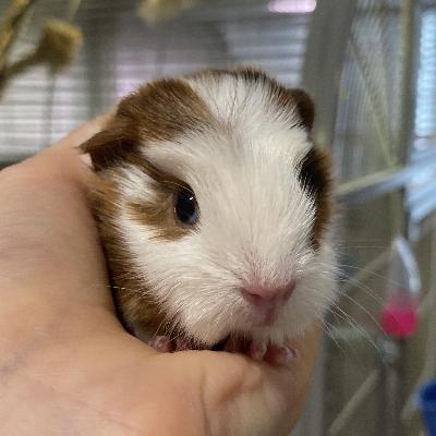 17.2.2024 syntynyt pikkuprinsessa Rita etsii omaa valtakuntaansa! Luovutus uuteen kotiin olisi 23.3. alkaen. 

Rita ja vanhemmat ovat nähtävillä kotonamme Espoossa. Molemmilla vanhemmilla on kultaiset luonteet. Tulevat kutsuttaessa luokse, tykkäävät makoilla sylissä rapsuteltavina ja aamuisin ilmoittavat, että nyt olisi aamupalan aika. Ritastakin kasvaa siis varmasti mitä ystävällisin marsu, jota perheen pienimpienkin on helppo sylitellä. Rita tottuu meillä kasvaessaan muihin marsukavereihin, käsittelyyn, monipuoliseen ruokavalioon sekä kaikkiin kodin ääniin. Kotona asuu myös kissa ja pieni koira eli nekin ovat Ritalle tuttuja karvakamuja.

Rita haluaisi itselleen vähintään yhden samaa sukupuolta olevan marsuystävän tai leikatun poikakaverin. Ritalle järjestyy kyyti ainakin pk-seudulle, Tampereelle, Turkuun ja Keski-Pohjanmaalle Kokkolaan. 

Huomioithan, että marsun keskimääräinen elinikä on 6-8 vuotta. Sopivat lapsenkin lemmikiksi, mutta päävastuu lemmikeistä on aina huoltajalla. Torissa on paljon marsuja myynnissä, kun lasta ei enää kiinnostakaan hoitaa marsuja ja aikuisella ei ole tarpeeksi aikaa hoitamiseen. Siitä syystä haluan taata Ritalle parhaan mahdollisen kodin :). Me Ritan kasvattajat neuvomme ja opastamme Ritan hoidossa koko hänen elämänsä ajan.

Kerrothan yhteydenotossasi millaisen kodin voisit tarjota tälle pikkuiselle! 