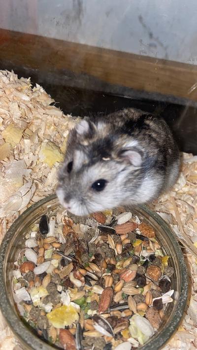 Myydään talvikon lisäksi terraario, kaikki siellä olevat tavarat ja ruuat ja purut