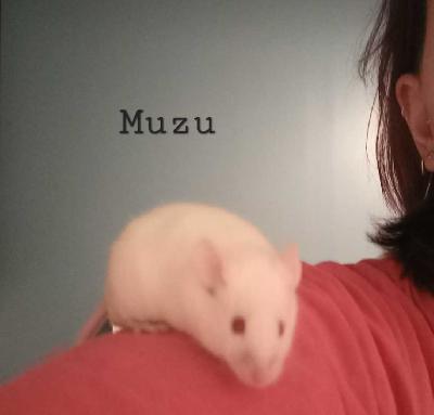 Kolme poikahiirtä olisi kotia vailla. Pojat ovat syntyneet 5.9.2023 eli ovat 6 kk ikäisiä. Tarkoitus oli pitää kaikki 6 tyttöä ja 6 poikaa, mutta pojilla alkoi reviiritietoisuus käydä voimakkaaksi ja niitä oli pakko erottaa. Puolison mielestä alkaa häkkien määrä koetella sietorajaa, joten nämä 3 etsisivät uutta kotia.
Pojat ovat Muzu, Nipsu ja Repa, mutta nimien kanssa ei ole niin nuukaa ja uudet varmasti sopivat. Käytän nyt niitä poikien esittelyyn.
Muzu on oikea boss. Skrode ja rohkea. Se oli ensimmäinen, joka piti erottaa porukasta, kun joutui tappeluihin. Toisaalta taas Muzu on alusta asti ollut rohkein tutkimaan paikkoja ja reippain käsiteltäväksi. Muzu tykkää kovasti kiipeillä.
Nipsu taas on nimensä mukaisesti arempi tapaus. Se piti ottaa turvaan, kun muut rökittivät sitä. Nipsu oli myös alkuun arka ihmisten kanssa, mutta on sitten tottunut käsittelyyn. Nipsun juttu on tunnelien kaivaminen.
Repa taas tuli pitkään toimeen kahden muun pojan kanssa. Sitten hoksasin, että Repa vahtii, että kaksi muuta pysyvät omalla pienellä alueellaan, kun taas hän itse nautiskeli lopputilasta ja leluista. Eli Repa ei ole ensimmäisenä tappelemassa, mutta pitää ärhäkästi puolensa ja tilansa. Repa on ihmisten suhteen reipas ja tykkää myös kiipeilystä.
Jos sinulla on hiiren (tai kolmen) mentävä kolo sydämessä, laita viestiä! En veloita hiiristä, mutta haluan, että ne saavat hyvän kodin. Pojat asustelevat Pohjois-Helsingissä.
Kuvassa siis Muzu, kaksi muuta ovat saman näköisiä. Pahoittelut huonosta kuvanlaadusta. Tämä on videolta napsittu.