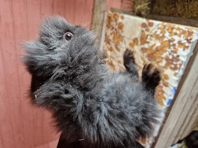 1.2. Syntynyt leijonanharjaskani poikaa etsii kotia. 17.5 kulkeutuu äänekoski-vaasa 