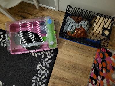 2kpl hamsterin häkkejä tavaroineen jolle ei ole käyttöä.