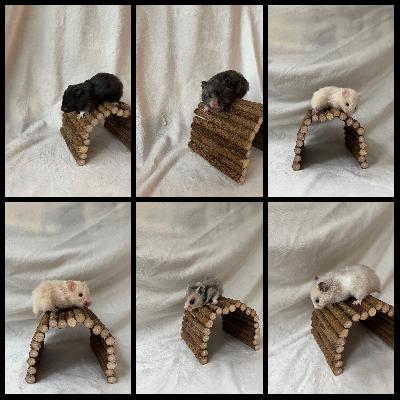 Syyrianhamsterin poikaset etsivät kotejaan!

Poikaset ovat syntyneet 5.7, eli tulevat luovutusikään 9.8.
Poikaset rekisteröidään, mukaan saa hamsterin perustiedot ja poikasten molempien vanhempien suvut ovat tiedossa, eli mukaan saa myös halutessaan sukutaulut.

Poikaset ovat saaneet monipuolista jyväseosta, tuoreruokaa ja niitä käsitellään päivittäin.

Poikaset ovat pitkäkarvaisia, kaksi urosta uros ja neljä naarasta.

Kerrothan hiukan itsestäsi, onko kokemusta hamstereita ja millaiseen kotiin hamsteri tulisi? 
Jos kokemusta ei ole ennestään, mutta haluaisit oppia hamstereista, niin minä kyllä neuvon mielelläni.❤️

Laita rohkeasti viestiä niin kerron poikasista lisää!

Poikaset sijaitsevat Kangasalla ja kulkeutuvat myös Tampereelle Hallilaan/Turtolaan.