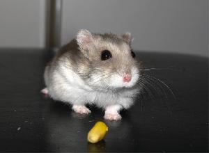Myyd��n 18.2.2012 syntynyt k��pi�hamsteripoika lapsen kiinnostuksen lopahtamisen vuoksi. Myyd��n yhdess� h�kin(duna) kanssa 75x47x32cm.