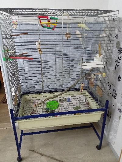 rautainen. kork 107+lev. 48, pit 89 + jalusta. Pohja ulosvedettävä. Rnsaasti tarvikkeita mukaan. Linnut eivät kuulu kauppaan, vain nouto. Myyrmäki