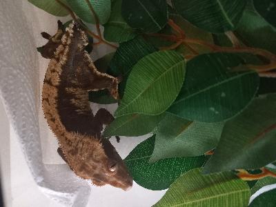Annetaan harjasgekko uros. Erittäin arka yksilö joka ei siedä käsittelyä, joten annetaan vain osaavaan kotiin. Häntä lähtenyt jonkin aikaa sitten terraarion siivouksen yhteydessä. Syö gekkojen ruokajauheita hyvin. Saa myös harvoin sirkkoja, mutta ei syö niitä paljoa. Joskus nahanluonnissa jää nahkaa varpaisiin. Syntynyt 3/2021. Alunperin ostettu faunattaresta. 

Myynnissä myös kahdesta ikean Baggebo vitriinistä tehty terraario. Kuvia saa kysymällä sähköpostilla tai viestillä. Terraarion hinta sisustuksineen 50e. 

Nouto Hervannasta tai kulkeutuu Tampereen alueelle. Terraario vain noudolla.
