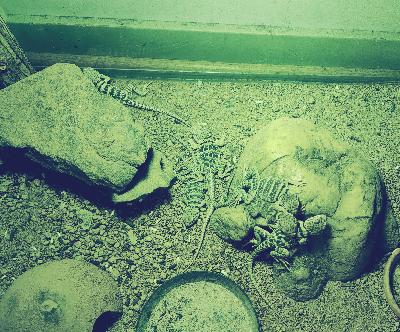 Myydään kaulusleguaani (crotaphytus collaris) poikaska. Useita koiraita ja yksi naaras. Kuoriutuneet elo- ja syyskuussa.

Luovat nahan ongelmitta ja syövät hyvin. Aktiivinen liskolaji.

Annan mielelläni lisätietoa.Kauppojen yhteydessä annan alkuperätodistuksen ja hintaan kuuluu kasvattajan tuki myös jatkossa tarpeen mukaan.
Kysy rohkeasti lisää.

Hinta 200-300€/yksilö. Useamman ostajalle voidaan miettiä joku hyvä alennus.