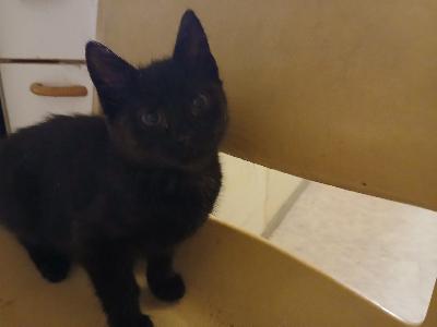 Mukava ja viriili tyttö. Madotettu