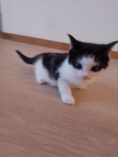 Myydään 29.11.2024. syntynyt maatiaiskissan poikapentu. Tottunut lapsiin kynsien leikkuuteen muuhun käsittelyyn ja kodin ääniin. Kerrothan millaiseen kotiin pääsisi. Varausmaksu 150€