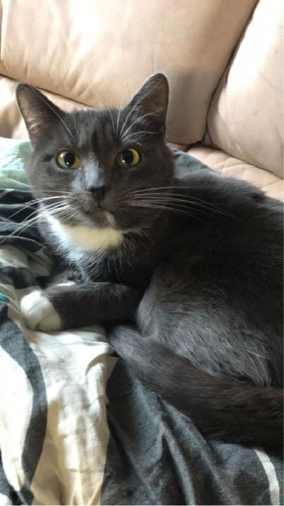 Narttu kissa n 3v  leikkaamaton. Ollut ulkokissana, mutta ajan puutteen takia sosiaalinen nala kissa. Ei ole saanut pentuja, ja erittäin tarkka Hiakka laatikosta. Kysy lisää