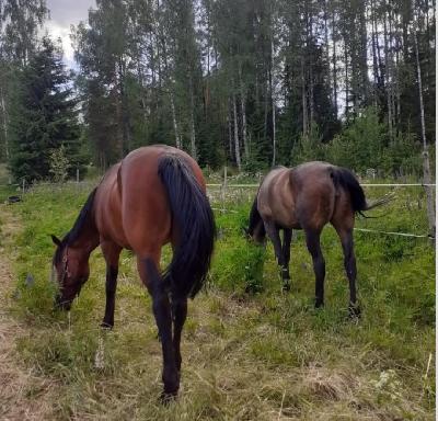 Etsitkö paria harraste hevosta? Kilttejä elävät laumassa pihatto tallissa. Molemmilla vanha jännevamma joten esteitä Näillä ei pääse hyppimään. Ruuna N. 150cm eugeneweb ja tamma 165cm. Moonlight diamond Ratsastaessa molemmat vähän kokeneemmille. Tammaa voi talutus ratsastaa.. Laukka nousee molemmilla ainakin meillä ollessaan. Totaalisen ajan puutteen takia.. Molemmilla passit. Kysy lisää..  kaikki tarvikkeet mukaan. Siis ratsastus vermeet, riimut, vanha kilpakärry ja silat, yms.. Ovat muuten terveitä olleet. Asustaneet meillä vähän yli vuoden molemmat. Molemmat 2200e, taikka 1200ekpl, ilman tarvikkeitakin käy, näkyy hinnassa. hyvä koti hintaa tärkeämpi.  Osamaksukin saattaa olla mahdollinen, riippuu tilanteesta.  Tarjoa, pikaisesti uuteen kotiin.