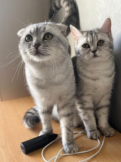 Kaksi upeaa kissaa etsii rakastavia koteja – yhdessä tai erikseen, muuttuneen elämäntilanteemme vuoksi. Poika on 1 vuoden ja 3 kuukauden ikäinen Scottish Fold, ja tyttö on 1 vuoden ja 1 kuukauden ikäinen Scottish Straight. Molemmat ovat hyväkuntoisia ja kauniita kissoja, mutta luonteiltaan erilaisia: poika on sosiaalinen ja viihtyy ihmisten seurassa, kun taas tyttö on itsenäisempi ja tarvitsee hieman aikaa tottuakseen uusiin tilanteisiin. Tyttö on myös synnyttänyt kerran, ja heillä on yhteinen pentu.

Kissoja ei ole pakko ottaa samaan kotiin, vaikka ne ovatkin tottuneet elämään yhdessä. Molemmat kissat ovat steriloimattomia ja rokotettuja

Pyyntöhinta molemmista kissoista on 1500 €, ja jos vain toisen kissoista ottaa, hinta on 750 € per kissa. Kissojen mukana tulee tarvittaessa hiekkalaatikko. 

Jos olet kiinnostunut tarjoamaan kodin yhdelle tai molemmille näistä hurmaavista kissoista, otathan yhteyttä!