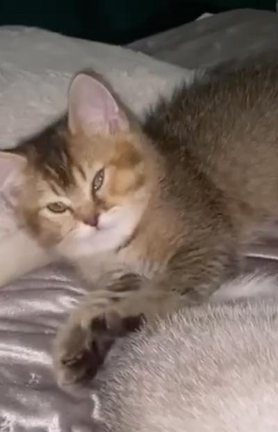 Kaksi upeaa kissanpentua etsivät uutta kotia. Ovat hyvä kuntoisia pentuja. Ovat sosiaalisia ja syövät märkä sekä kuivaruokaa. 
Luovutetaan 14 viikkoisena.
Varausmaksu 60e 
