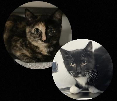 Kaksi luovutusikäistä kissanpentua vailla omaa rakastavaa kotia. Mustavalkoinen uros ja kilpikonnanvärinen naaras vapaana. Madotettu, rokotettu & sirutettu. Suloisia ja reippaita kehruukoneita! Valmiita muuttamaan omaan kotiin heti. Mukaan pentupaketti, sekä mahdollista ostaa tarvikkeita mukaan. Laita sähköpostia rohkeasti! 