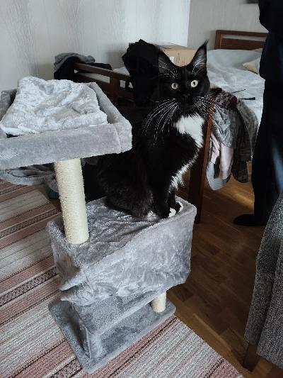 3 vuotias narttu kissa leikattu. Syntynyt 6.1.2022 on luovutus heti. Rekisteri kirja mukaan. Elämän tilanne vuoksi joudun luopumaan tytöstä. Lisää tietoa saat kysymällä.