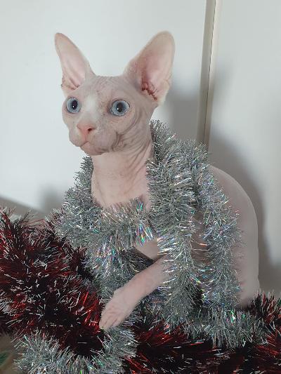 FI*QueenNeva Artemij synt. 10.12 2023. Väri valkoinen sinisilmäinen. Suomen Kissaliiton rekisteröity.
Lisätietoa puhelimitse tai WhatsAppin kautta.