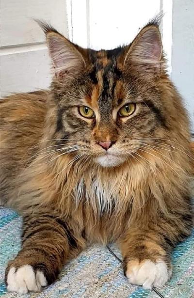 Myydään 2 Tyttö kissaa. 5 v ja 3v

Etsitään tytöille elinikäinen koti. 