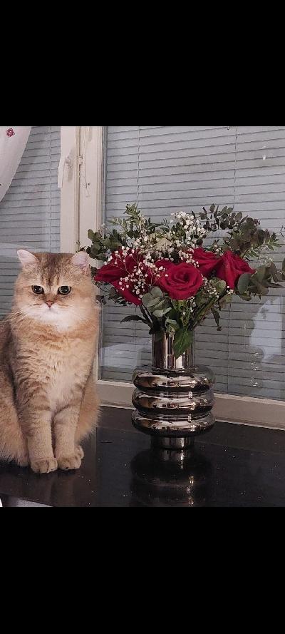 Brittiläinen lyhytkarvainen poika, leikattu, rokotettu, sirutettu, joista todistukset. Rekisteröity, rekisteristä selviää vanhemmat ym.tiedot. syntynyt suomessa 23.8.2020. Allergian pahenemisen takia etsii rakastavaa kotia. Kysy sähköpostilla lisää. Antti Vantanen