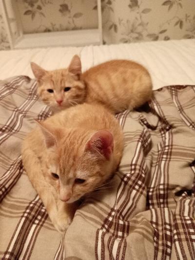 3.11.2024 syntyneet poika ja tyttöpentu. Reippaat ja terveet, sisäsiistit veitikat. H. 350€/kpl.