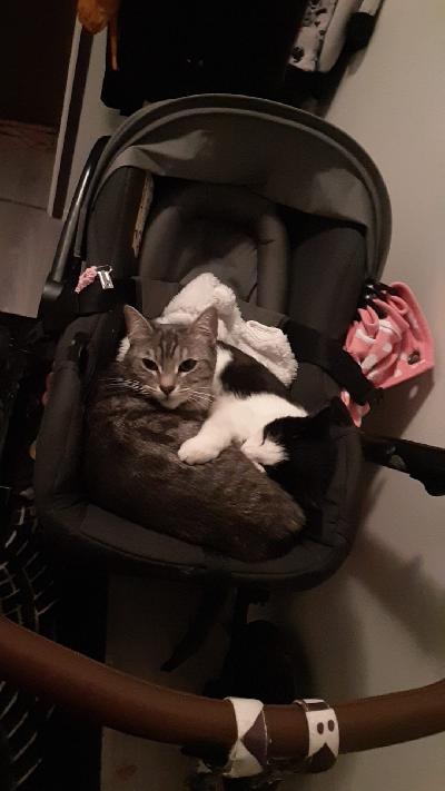 Hei valitettavasti joudumme luopumaan rakkaasta kissastamme vikistä perheen lisäyksen takia. Viki on juuri 2024 vuoden lopussa leikattu ja rokotettu joten rokotuskortti löytyy.Viki on sisäsiisti ja kaikkiruokainen. Luonteeltaan viki on arka/varovainen ja todella ihmisrakas. Vikillä on pelkoa vielä ihmisiä kohtaan mutta hän tulee kuitenkin heti kun kutsutaan ja nataa rapsuttaa mahastakin. Viki voi vaatia enemmän aikaa kuin muut kissat sopeutuakseen uuteen kotiin mutta jos annat rauhassa vikin tutustua paikkaan hänestä tulee pian oma pikku prinsessa.

Toivomme että uudessa kodissa olisi entuudestaan kissa tai kokemusta kissoista. Emme halua vikiä missään nimessä lapsiperheeseen sillä viki kaipaa rauhallista ympäristöä. 

Kerrothan millanen koti sinulla olisi tarjota vikille.