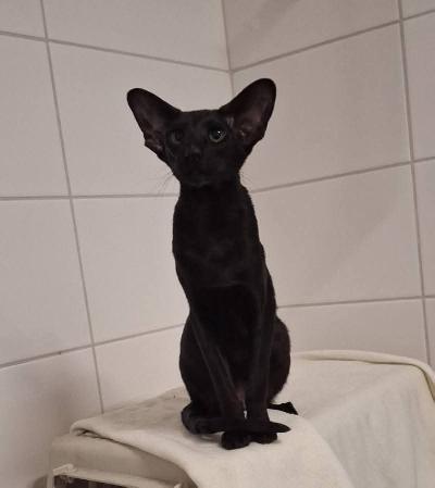 Uutta kotia etsii musta itämainen lyhytkarva tyttö, joka on rekisteröity kissaliittoon, rokotettu ja madotettu asianmukaisesti. Vuoden ikäinen, syntynyt 23.1.2024.

Osaa tehdä tarpeet hiekkalaatikkoon sekä kaikkiruokainen, niin naput kuin märkäruoka menee mielellään. 
Luonteeltaan kissa on alkuun hyvin varautunut ja ujo, mutta nopeasti tottuu kuitenkin ihmisiin. Kun on tutustunut, oikein seurallinen ja huomiota rakastava katti. Utelias ja leikkisä tyyppi, joka nukkuu yöt mielellään vieressä. Ei äänekkäimmästä päästä, mutta rotutyypillisesti puhelee paljon. Ulkomaantuonti. 

Sijoitussopimuksella tai omaksi sterkattuna. 
Toiveissa koiraton koti, ja kisukaveri voisi olla mukavan rohkaiseva. Mukaan tuttua ruokaa, kuljetusboksi ja loput hiekat.

Kasvattajan yhteystiedot saa minulta haastattelun jälkeen ❤️ 