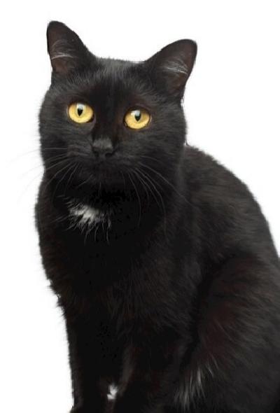 Naaras koko musta kissa etsii kotia syö kaikkea terve sopeutuu kerrostaloon myös maalle rokotukset kunnossa eläinlääkärin tarkastettu kiire elämän tilanteen muutoksist


