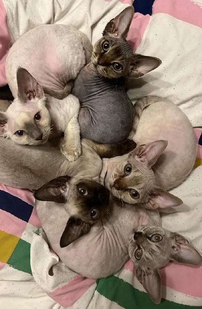 Ihanat 31.10.2024 syntyneet kiharakarvaiset kissanpennut vailla omaa rakastavaa kotia. Pennut ovat syntyneet Suomessa ja niiden vanhemmat ovat Suomessa syntyneitä.

Pentueessa on kaksi poikaa ja kolme tyttöä. Pennut ovat tottuneet kodin ääniin, sillä ovat kasvaneet perheen arjen keskellä. 

Poika 1: sininen tiikeri
Poika 2: lila himalajanaamio
Tyttö 1: sininen himalajanaamio
Tyttö 2: ruskea siiamilaisnaamio (varattu)
Tyttö 3: sininen tonkineesinaamio

Pennut on ruokittu laadukkaalla eläinkaupan penturuoalla. Pennut myydään useasti madotettuina. Pennut ovat täysin sisäsiistejä ja osaavat käyttää hienosti hiekkalaatikkoa. 

Pennut luovutetaan 7.2.2025 alkaen, jolloin ne ovat luovutusikäisiä (14 vkoa). 

Mikäli sinulla on koti vailla karvakaveria niin laitathan viestiä ja jutellaan lisää. Pennut myydään vain sisäkissoiksi.