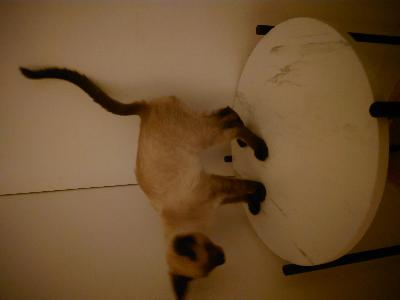 Myydään 27.10.2024 syntynyt pentu. Rokotettu, mikrosiruttu, madotettu. 