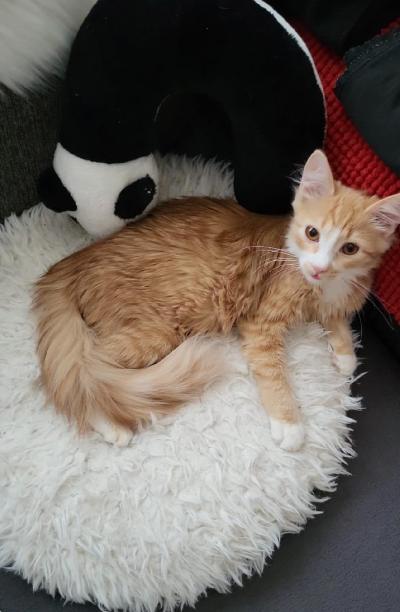 Tämä söpö kissanpenttu on aluksi vähän ujo uusissa paikoissa, mutta avautuu nopeasti ja rakastaa halailua ja yhdessä nukkumista. Hän viihtyy hyvin muiden kissojen kanssa ja nauttii silittelystä, kun tuntee olonsa turvalliseksi. 
