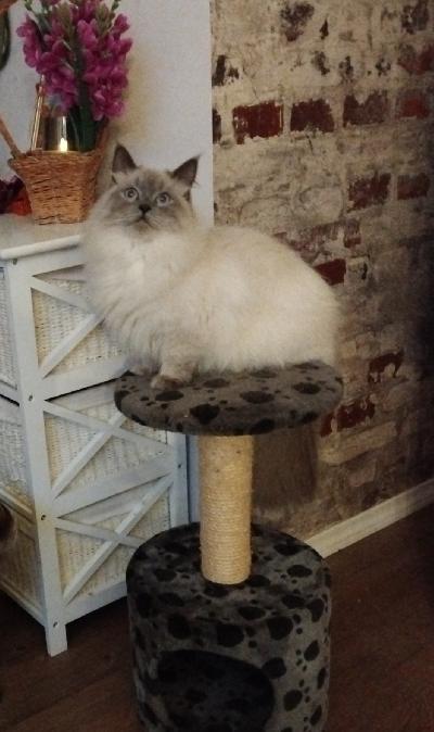 Reilun vuoden ikänen neitokainen etsii loppuelämän kotia. On sosiaalinen ja pitää rapsutuksista,viihtyy sylissä. Antaa harjaa turkin. Aluksi arka mutta kun on saanut luottamuksen on mitä ihanin kaveri.
Kerrothan sähköpostilla millainen koti sinulla olisi tarjota.
