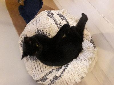 Musta tyttö kissa etsii kiireellisesti kotia muuton takii täysin terve ihmisystävällinen ja tottunut lapsiin ja koiriin otathan yhteyttä 