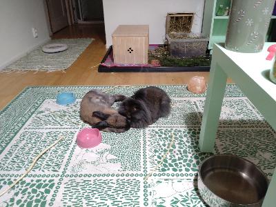 Muuttuneen elämäntilanteen vuoksi suloinen ja valloittava pupu pariskunta etsii uutta kotia.

Leijonanharjas Bella 7v ja kääpiöluppamix Taneli 3v, molemmat ovat leikattuja ja tiettävästi terveitä. Bella on luonteeltaan rohkeampi ja Taneli vähän sellainen hitaasti lämpenevä. Molemmat ovat persoja herkuille. Kumpikaan pupuista ei varsinaisesti viihdy sylissä. Ovat kuitenkin sosiaalisia, herkut haetaan kädestä ja lattialla herkkuja tapittava nappisilmäpari harvemmin jää huomaamatta.
Ovat tottuneet häkittömään elämään ja spurttailemaan asunnossa. Molemmat ovat käytökseltään siistejä ja kaikki hoitotoimenpiteet onnistuvat. Taneli pelkää koiria sekä stressaantuu niiden hajusta.
Lisätietoja kysymällä.