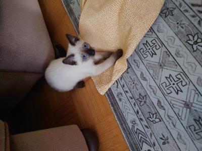  kissapoikaa. Syntynyt 28.11.2024 
Ennen luovuttamista eläinlääkärin tarkastus, kissat mikrosirutaan ja rokotetaan. Mukana tulee rokotuskortti . Kissat on madotettu.