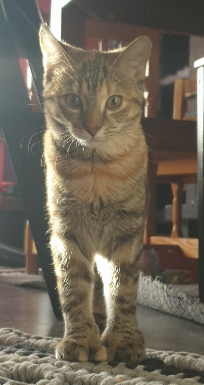 Myydään suloiset 10.10.2024 syntyneet maatiaiskissanpennut. Pennut ovat syntyneet Halsualla, Keski-Pohjanmaalla.

Ensimmäinen kuva, harmaalla pohjalla, tyttö, Minni
Toinen kuva, monivärinen poika, Pontso
Kolmas kuva, mustavalkoinen poika, Puntti
Neljäs kuva, tummalla pohjalla, Mimmi

Pennut osaavat käydä vessalaatikolla, syövät napuja, kissan purkkiruokaa ja kotiruokaa. Ovat tottuneet käymään myös pihalla sekä tottuneet lapsiin ja koiraan.

Pennut myydään ainoastaan hyvään ja huolehtivaan kotiin. Mielellään omakotitaloon maalle, jossa mahdollisuus olla halutessaan ulkona.

Hinta 400e/tyttöpentu
600e/poikapentu

Varausmaksu on puolet myyntihinnasta, joka maksetaan heti varauksen tehtyä. Varausmaksua ei palauteta mikäli ostaja itse peruu kaupat. Loppumaksu suoritetaan noudettaessa käteisellä/mobilepaylla/tilisiirrolla.

Pennut luovutetaan eläinlääkärin tarkastamina, rokotettuina ja sirutettuina.

Ostaja itse huolehtii ja järjestää pennun hakemisen.

Pennut asuvat Halsualla Keski-Pohjanmaalla.