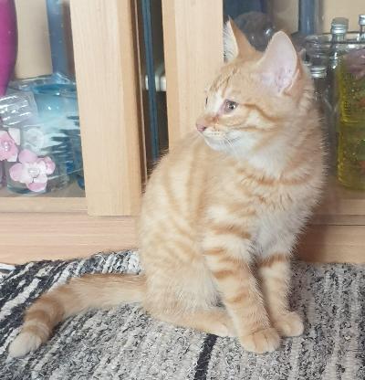 Myydään suloiset 18.11.2024 syntyneet poikakissat. Pojat syntyneet Halsualla, Keski-Pohjanmaalla. Pojat ovat heti luovutusikäisiä.

Ensimmäinen kuva, koko ruskea, Karvinen.
Toinen kuva, ruskea-valkoinen, Toffee

Pojat osaavat käydä vessalaatikolla, syövät napuja, kissan purkkiruokaa ja kotiruokaa. Pojat ovat tottuneet lapsiin ja koiraan.

Pojat myydään ainoastaan hyvään ja huolehtivaan kotiin. Mielellään omakotitaloon maalle, jossa mahdollisuus olla halutessaan ulkona. 

Hinta 600e/kpl.

Varausmaksu 300e, joka maksetaan heti varauksen tehtyä. Varausmaksua ei palauteta mikäli ostaja itse peruu kaupat. Loppumaksu suoritetaan noudettaessa käteisellä/mobilepaylla/tilisiirrolla.

Pojat myydään eläinlääkärin tarkastamina, rokotettuina ja sirutettuina. 

Ostaja itse huolehtii ja järjestää kissan hakemisen.

Pojat asuvat Halsualla.