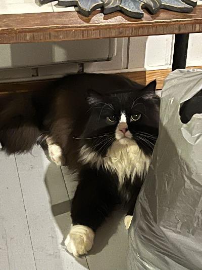 Meillä olisi 1-vuotias mustavalkoinen pitkäkarvainen leikkaamaton kolli kissa, joka etsii uutta kotia. Hän on seurallinen,vokaalinen ja tykkää isosti leukarapsuista.Hän on kaikkiruokainen ja myös hyvänkäytöksinen herra. Hänellä on rokotukset tehtynä ja hänet on hiljattain madotettu! Lisätietoja ja kuvia saa laittamalla viestiä.