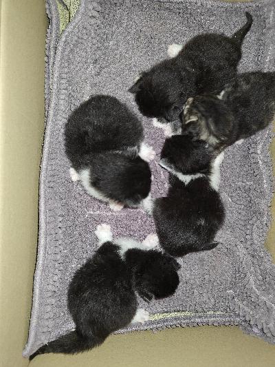 Varattavissa 07.03.2025 syntyneitä pitkäkarvaisia kissanpentuja.Pennut luovutetaan 13.06.2025. jolloin ne on 14 viikon ikäisiä. Luovuttettaessa ne on madotettu useasti. Käyneet eläinlääkärissä jossa tehty terveystarkastus, rokotukset, ja sirutus. Pennut ruokitaan laadukkaalla kissanruualla,heidät totutetaan myös raakaruokaan. Pennut tottuvat myös erilaisiin ihmisiin. Ihan vauvasta vaariin. 
Otamme varausmaksun 160e ja sitä ei palauteta jos ostaja peruu kaupan pennusta johtumattomista syistä. Varausmaksu vähennetään myyntihinnasta joka maksetaan pentua haettaessa.
 Kerrothan yhteydenotossa tulevasta kodista ja itsestäsi .Emme vastaile pelkkiin. Onko vielä vapaana yms kyselyihin. Vain esittelyihin vastaamme

Tervetuloa tutustumaan
